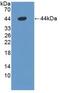 Defensin Alpha 1B antibody, MBS2028688, MyBioSource, Western Blot image 