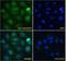 Rac GTPase Activating Protein 1 antibody, LS-C55354, Lifespan Biosciences, Immunofluorescence image 