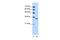 Ribonuclease H2 Subunit A antibody, PA5-41815, Invitrogen Antibodies, Western Blot image 