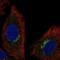 Solute Carrier Family 6 Member 16 antibody, NBP2-57364, Novus Biologicals, Immunofluorescence image 