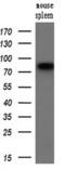 SAM And HD Domain Containing Deoxynucleoside Triphosphate Triphosphohydrolase 1 antibody, MA5-25354, Invitrogen Antibodies, Western Blot image 