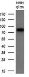 SAM And HD Domain Containing Deoxynucleoside Triphosphate Triphosphohydrolase 1 antibody, MA5-25354, Invitrogen Antibodies, Western Blot image 