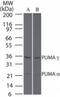 BCL2 Binding Component 3 antibody, NB100-56623, Novus Biologicals, Western Blot image 