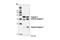 Caspase 7 antibody, 9494S, Cell Signaling Technology, Western Blot image 