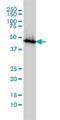 Enolase 1 antibody, H00002023-M01, Novus Biologicals, Western Blot image 