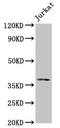 MOS Proto-Oncogene, Serine/Threonine Kinase antibody, CSB-PA014733LA01HU, Cusabio, Western Blot image 