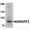 SMAD Specific E3 Ubiquitin Protein Ligase 2 antibody, TA349045, Origene, Western Blot image 