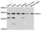 Snail Family Transcriptional Repressor 1 antibody, STJ27533, St John