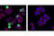 Stathmin 1 antibody, 4191S, Cell Signaling Technology, Immunofluorescence image 