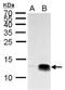 Histone Cluster 4 H4 antibody, NBP2-42862, Novus Biologicals, Western Blot image 