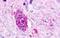 G Protein-Coupled Receptor 84 antibody, GTX70843, GeneTex, Immunohistochemistry paraffin image 