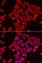 ST3 Beta-Galactoside Alpha-2,3-Sialyltransferase 3 antibody, LS-C334922, Lifespan Biosciences, Immunofluorescence image 