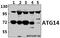 Autophagy Related 14 antibody, A03546-1, Boster Biological Technology, Western Blot image 