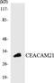 Carcinoembryonic Antigen Related Cell Adhesion Molecule 21 antibody, LS-C291790, Lifespan Biosciences, Western Blot image 