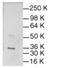 Jun Proto-Oncogene, AP-1 Transcription Factor Subunit antibody, NB600-1482, Novus Biologicals, Western Blot image 