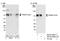 Tripartite Motif Containing 47 antibody, NB100-59841, Novus Biologicals, Western Blot image 