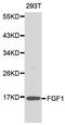 Fibroblast Growth Factor 1 antibody, orb48917, Biorbyt, Western Blot image 