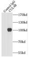 Cullin 4B antibody, FNab02080, FineTest, Immunoprecipitation image 