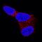 Solute Carrier Family 2 Member 3 antibody, MAB1415, R&D Systems, Immunofluorescence image 
