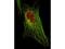 Signal Transducer And Activator Of Transcription 5A antibody, GTX48648, GeneTex, Immunofluorescence image 