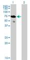 SH2 Domain Containing 3A antibody, H00010045-M04, Novus Biologicals, Western Blot image 