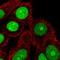 Transportin 2 antibody, HPA071498, Atlas Antibodies, Immunofluorescence image 