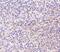 CD180 Molecule antibody, NBP1-76705, Novus Biologicals, Immunohistochemistry frozen image 