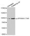 Ribosomal Protein S6 Kinase A1 antibody, MBS128322, MyBioSource, Western Blot image 