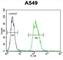 Tripartite Motif Containing 43 antibody, abx026301, Abbexa, Western Blot image 