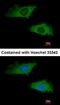 Interferon Alpha 2 antibody, orb74145, Biorbyt, Immunofluorescence image 