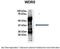 WD Repeat Domain 5 antibody, PA5-41981, Invitrogen Antibodies, Immunoprecipitation image 