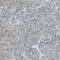 Tight Junction Protein 2 antibody, NBP1-86850, Novus Biologicals, Immunohistochemistry paraffin image 