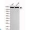 SWI/SNF Related, Matrix Associated, Actin Dependent Regulator Of Chromatin, Subfamily A, Member 4 antibody, LS-C814099, Lifespan Biosciences, Western Blot image 