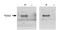 Prospero Homeobox 1 antibody, NBP1-18605, Novus Biologicals, Western Blot image 