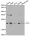 FTH1 antibody, abx001058, Abbexa, Western Blot image 