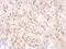 Complement Factor H antibody, NBP1-33628, Novus Biologicals, Immunohistochemistry frozen image 