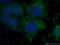Glutathione S-Transferase Omega 1 antibody, 60150-2-Ig, Proteintech Group, Immunofluorescence image 