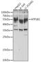 ATPase Na+/K+ Transporting Subunit Beta 1 antibody, 19-861, ProSci, Western Blot image 