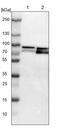 Mammalian branch point-binding protein antibody, PA5-53871, Invitrogen Antibodies, Western Blot image 