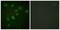 Protein Kinase, DNA-Activated, Catalytic Subunit antibody, LS-C198887, Lifespan Biosciences, Immunofluorescence image 