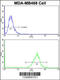 Peroxiredoxin 3 antibody, 61-604, ProSci, Flow Cytometry image 