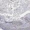 Neuroguidin antibody, NBP1-88408, Novus Biologicals, Immunohistochemistry paraffin image 
