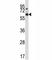 Myocyte Enhancer Factor 2D antibody, F43594-0.4ML, NSJ Bioreagents, Western Blot image 