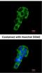 Polymeric Immunoglobulin Receptor antibody, ab96196, Abcam, Immunocytochemistry image 