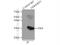 HDGF Like 3 antibody, 12380-1-AP, Proteintech Group, Immunoprecipitation image 