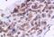 Alpha 1,4-Galactosyltransferase (P Blood Group) antibody, orb101569, Biorbyt, Immunohistochemistry paraffin image 