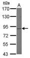 MutL Homolog 1 antibody, PA5-78062, Invitrogen Antibodies, Western Blot image 