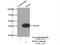 Delta Like Non-Canonical Notch Ligand 2 antibody, 15680-1-AP, Proteintech Group, Immunoprecipitation image 