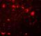 Chromobox 4 antibody, NBP2-81972, Novus Biologicals, Immunocytochemistry image 
