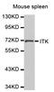 Tyrosine-protein kinase ITK/TSK antibody, abx000765, Abbexa, Western Blot image 